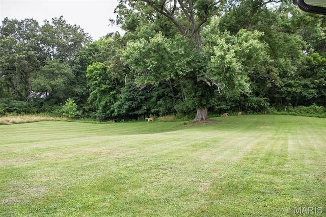 18347 Windy Hill Rd, Staunton, IL 62088 - view of grassy yard with view of wooded area
