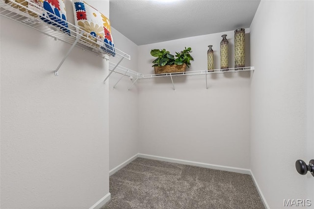 1917 Magnolia Way, Pevely, MO 63070 - walk in closet featuring carpet flooring