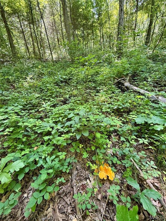 TBD Bobwhite Rd, Mo, MO 65452 - photo 44