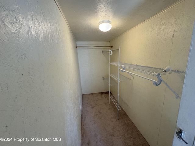 spacious closet featuring carpet