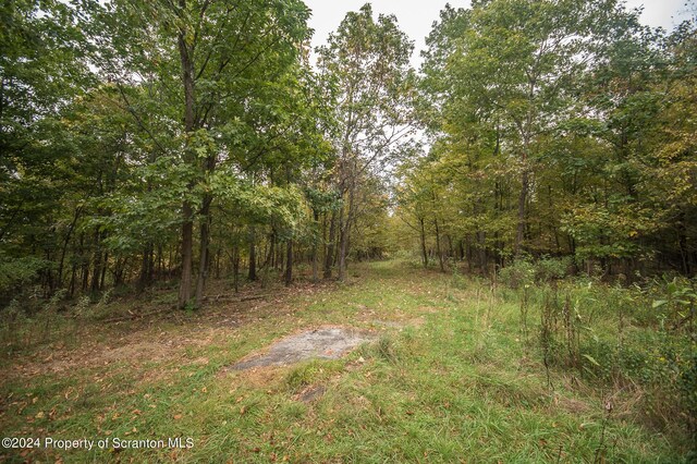 view of local wilderness