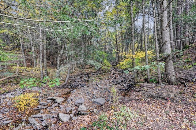 view of local wilderness