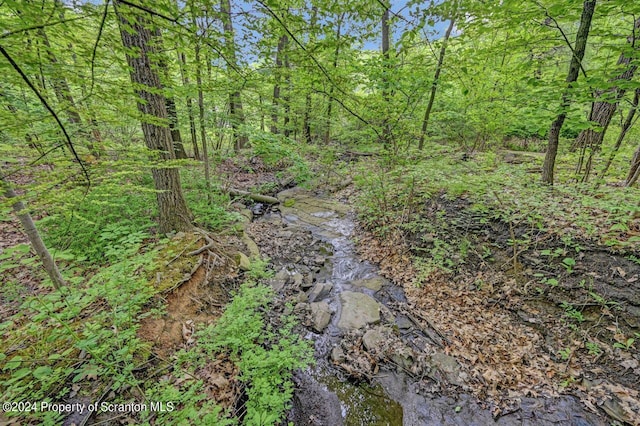 view of local wilderness