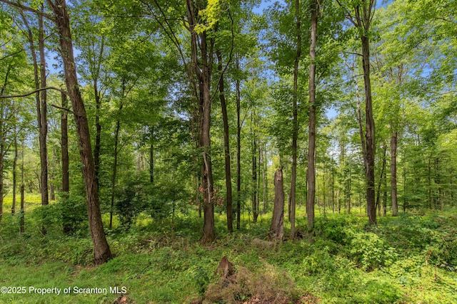 view of local wilderness with a wooded view