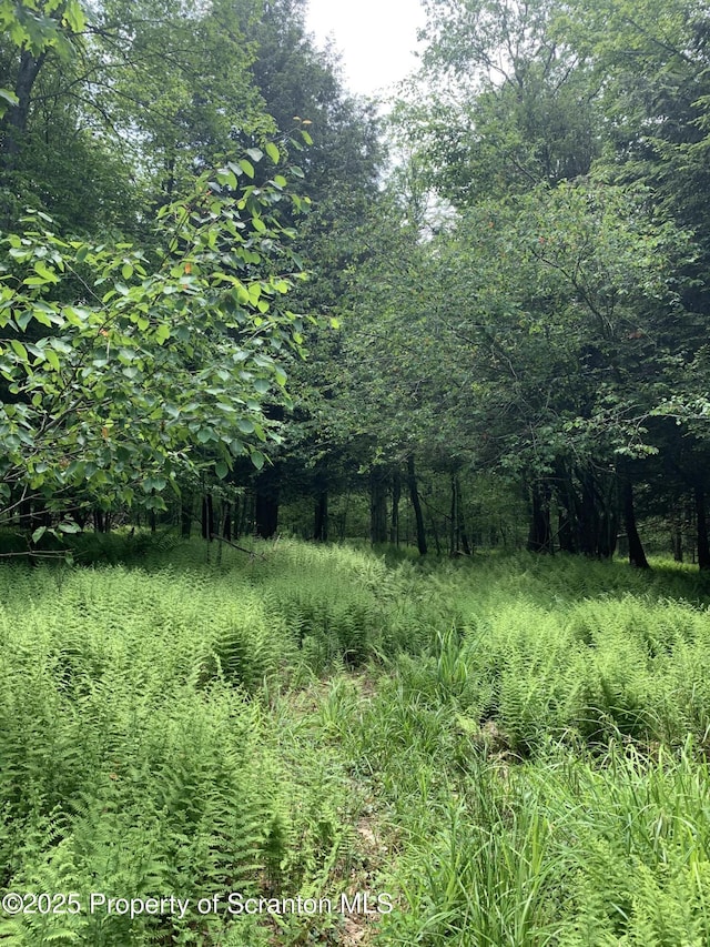 2385 Blewett Rd, Union Dale, PA 18470 - view of local wilderness