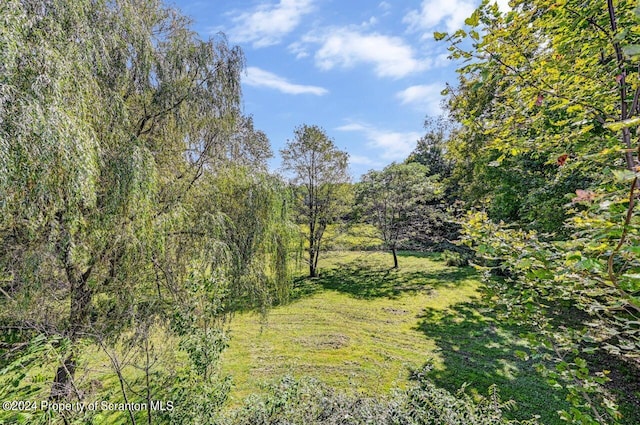 view of local wilderness