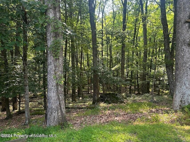 view of local wilderness