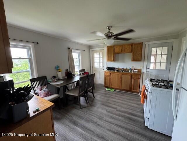 1449 Dickens St, Scranton, PA 18504 - kitchen featuring plenty of natural light, white range with gas cooktop, dark wood-style flooring, brown cabinetry, and ornamental molding