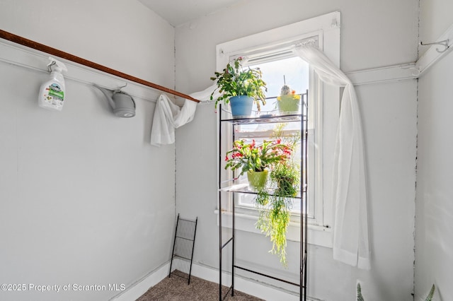 walk in closet with carpet floors