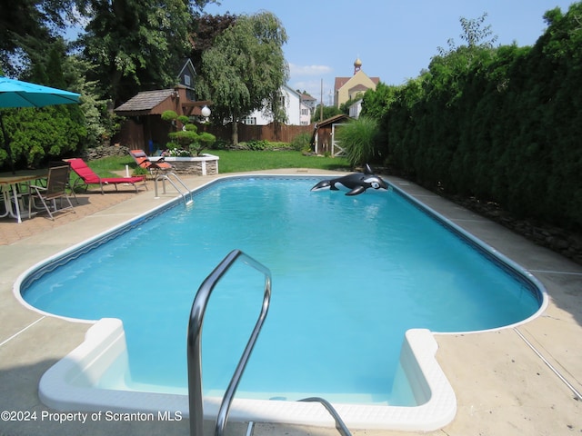 view of swimming pool with a patio area and a storage shed