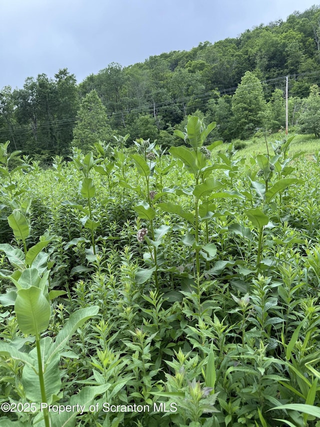 12646 State Route 92, South Gibson, PA 18842 - photo 20