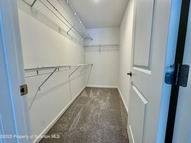 spacious closet featuring carpet