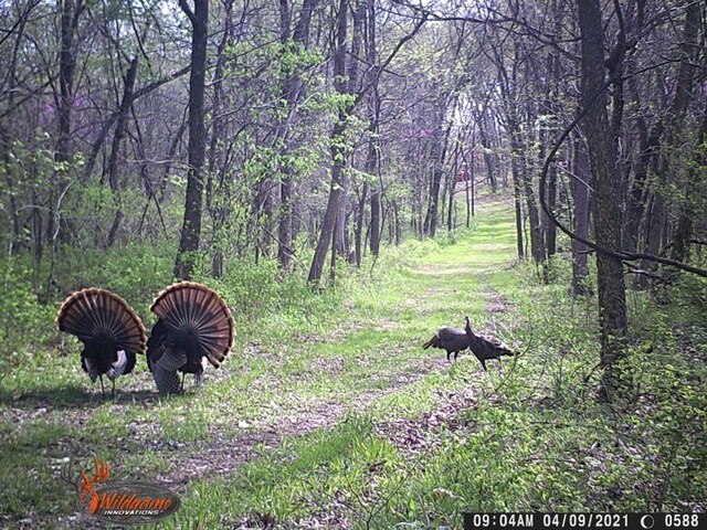 Dam Site Rd, Garfield, AR 72732 - photo 20