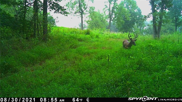 Dam Site Rd, Garfield, AR 72732 - photo 21