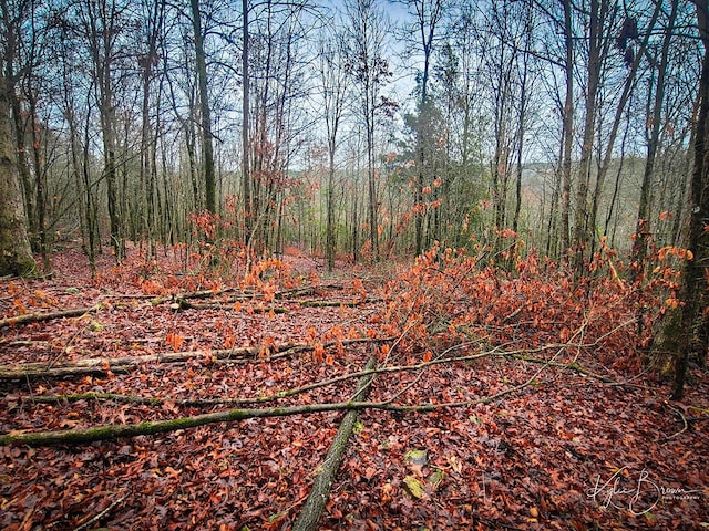 view of local wilderness