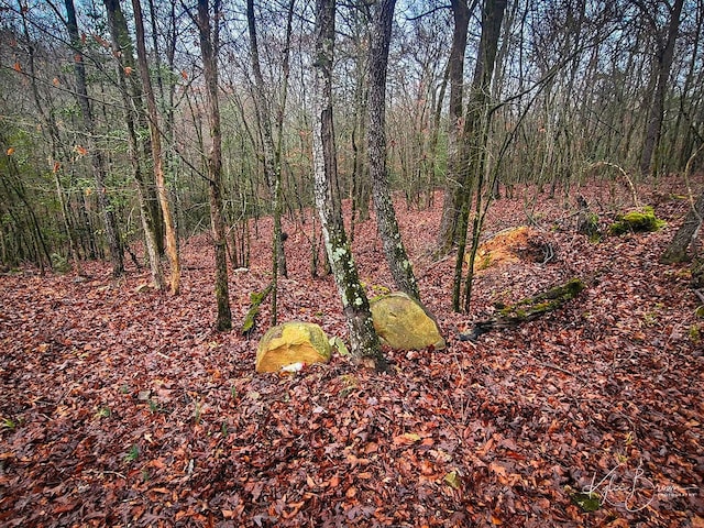 view of local wilderness