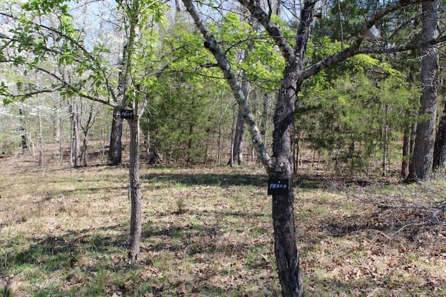 view of local wilderness