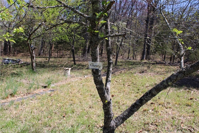 view of local wilderness