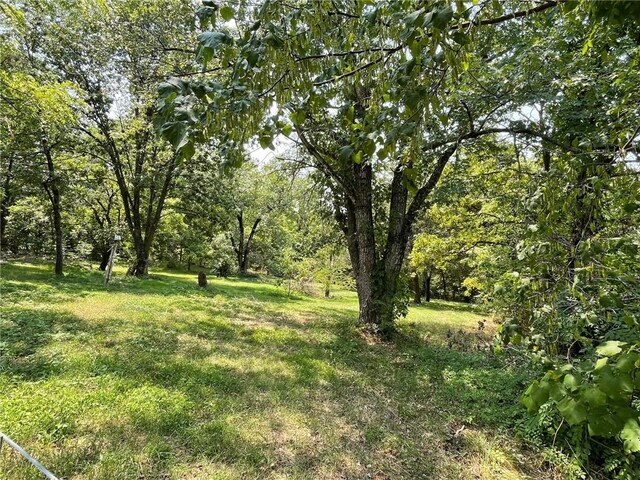 view of local wilderness