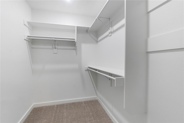 spacious closet featuring carpet floors