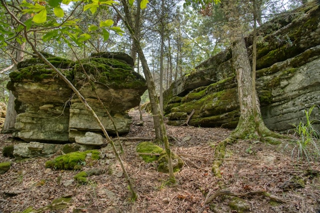 view of local wilderness