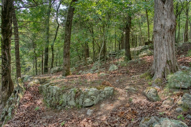 view of local wilderness