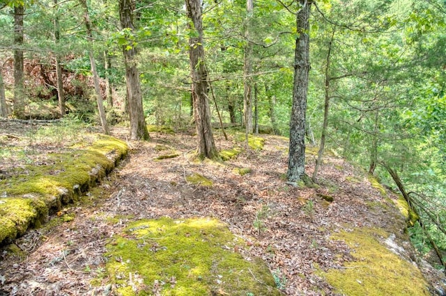 view of nature featuring a wooded view