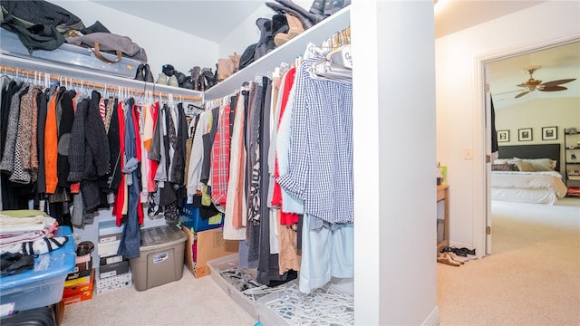 spacious closet featuring carpet and ceiling fan