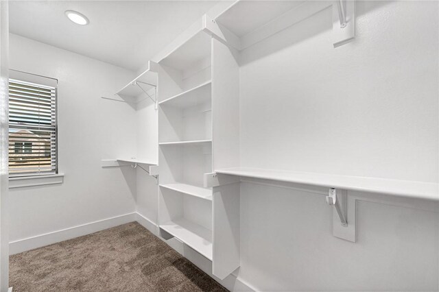 walk in closet with carpet flooring