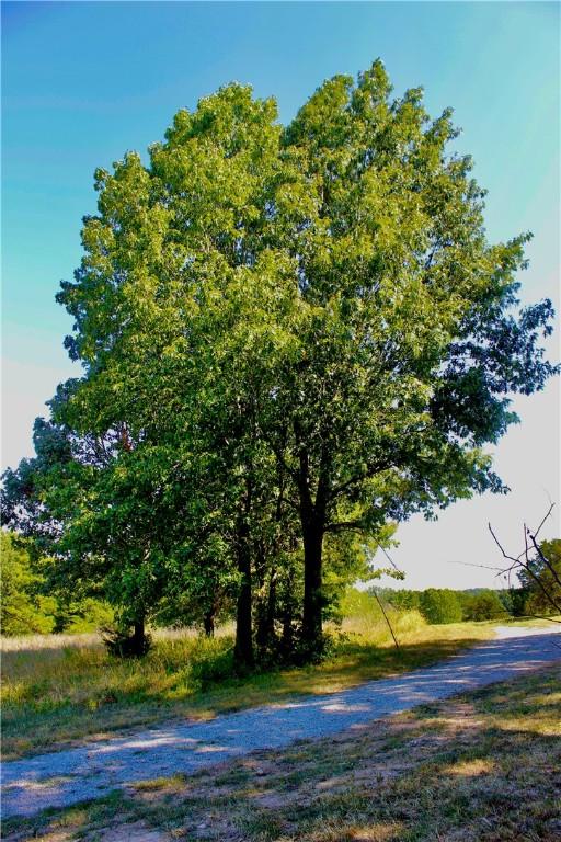 County Road 4171, Berryville, AR 72616 - photo 7