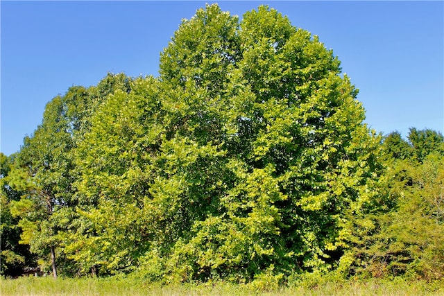 County Road 4171, Berryville, AR 72616 - photo 20