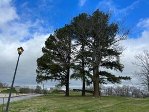 3113 Savannah Dr, Harrison, AR 72601 - photo 4