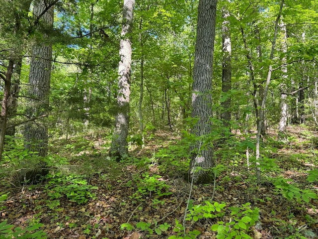 view of local wilderness