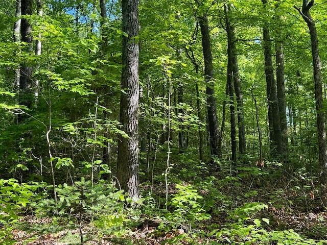 view of local wilderness