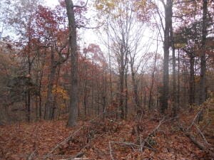 Listing photo 3 for NC-3510, Western Grove AR 72685