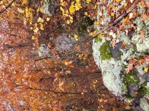 NC-8482, Deer, AR 72628 - photo 22