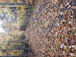 NC-8482, Deer, AR 72628 - photo 20