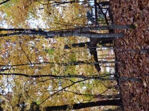 NC-8482, Deer, AR 72628 - photo 21
