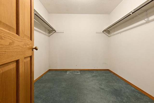 walk in closet featuring carpet flooring