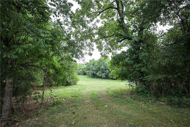 view of local wilderness