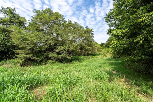 view of local wilderness