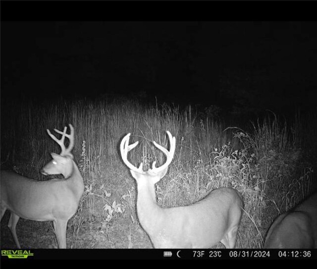TBD County Road 966, Alpena, AR 72611 - photo 59