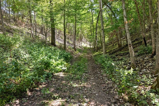 view of local wilderness