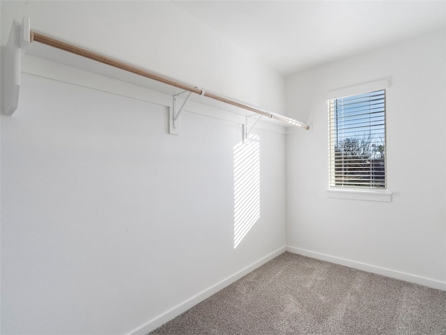 spacious closet featuring carpet