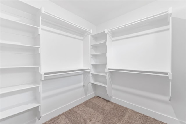 walk in closet with carpet flooring