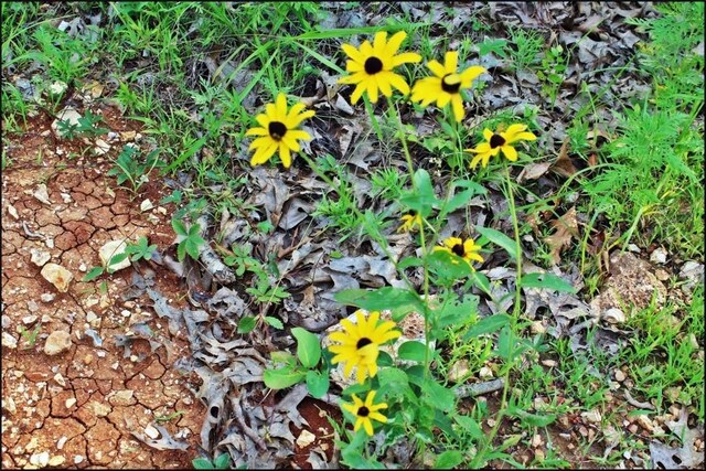0 Grassy Gap Rd, Harrison, AR 72601 - photo 27