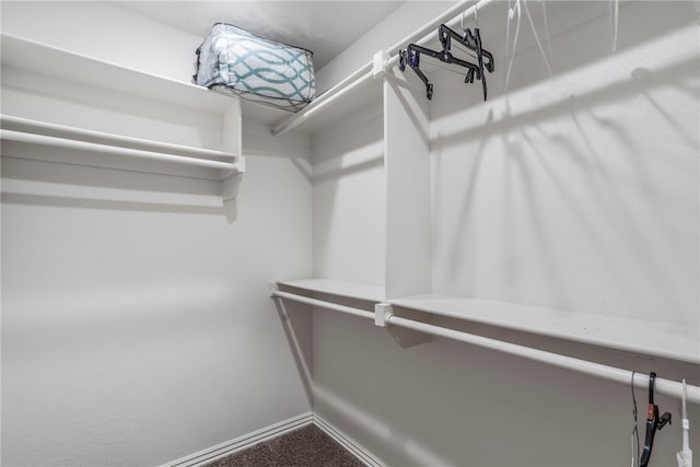 walk in closet with carpet floors