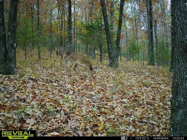 TBD Madison 5326 Rd, Huntsville, AR 72740 - photo 9