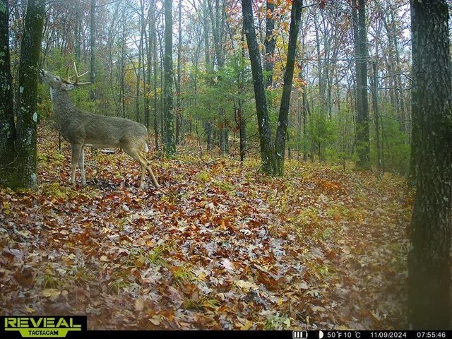 TBD Madison 5326 Rd, Huntsville, AR 72740 - photo 3