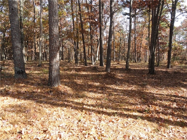 view of local wilderness